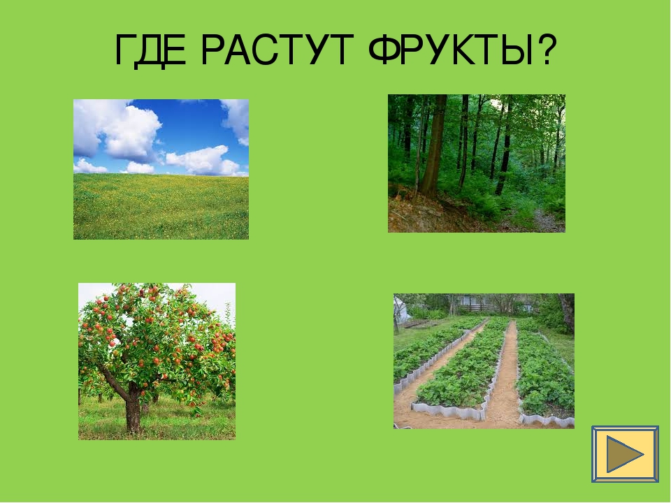 Презентация что растет. Что где растет. Картинки где растут фрукты. Где растут фрукты для детей. Где растут фрукты где растут фрукты.