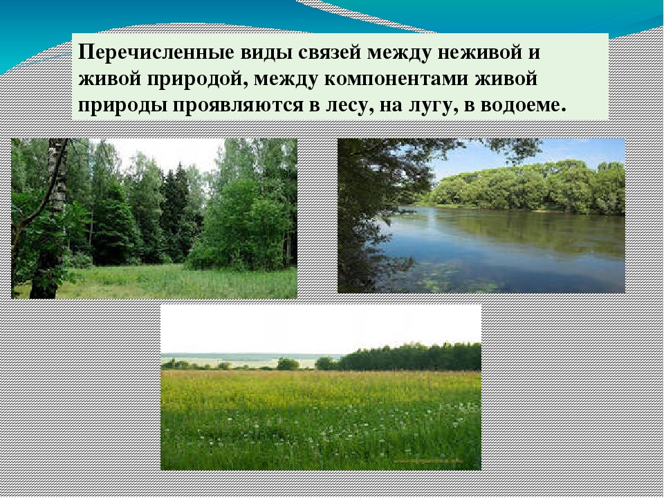 Что из неживой природы есть на картинке деревья утки дома водоем