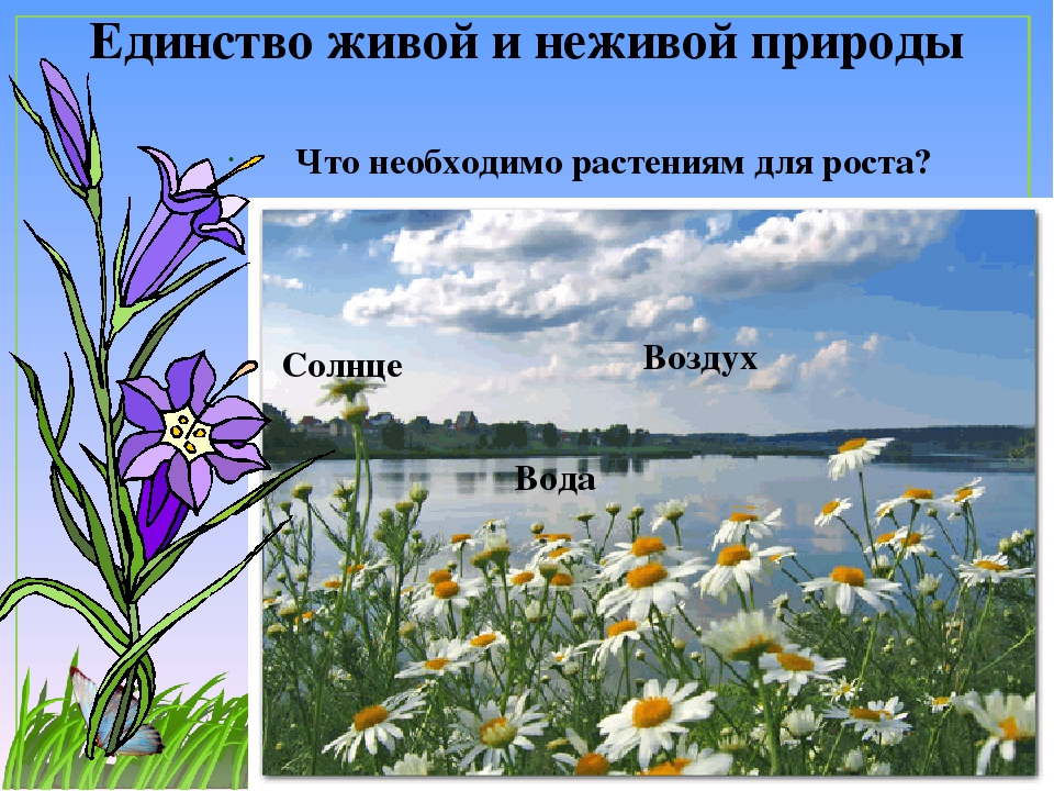 Связи живой и неживой природы 2 класс. Единство живого и неживого. Единство живой природы. Единство живой и неживой природы. Связь живой и не живой природы.