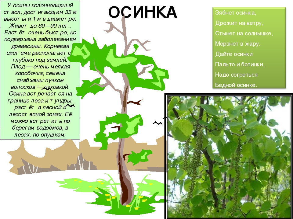 Дрожит на ветру. Осинка стихотворение. Стих зябнет Осинка дрожит на ветру. Стих про осину для детей. Предложение про осину.