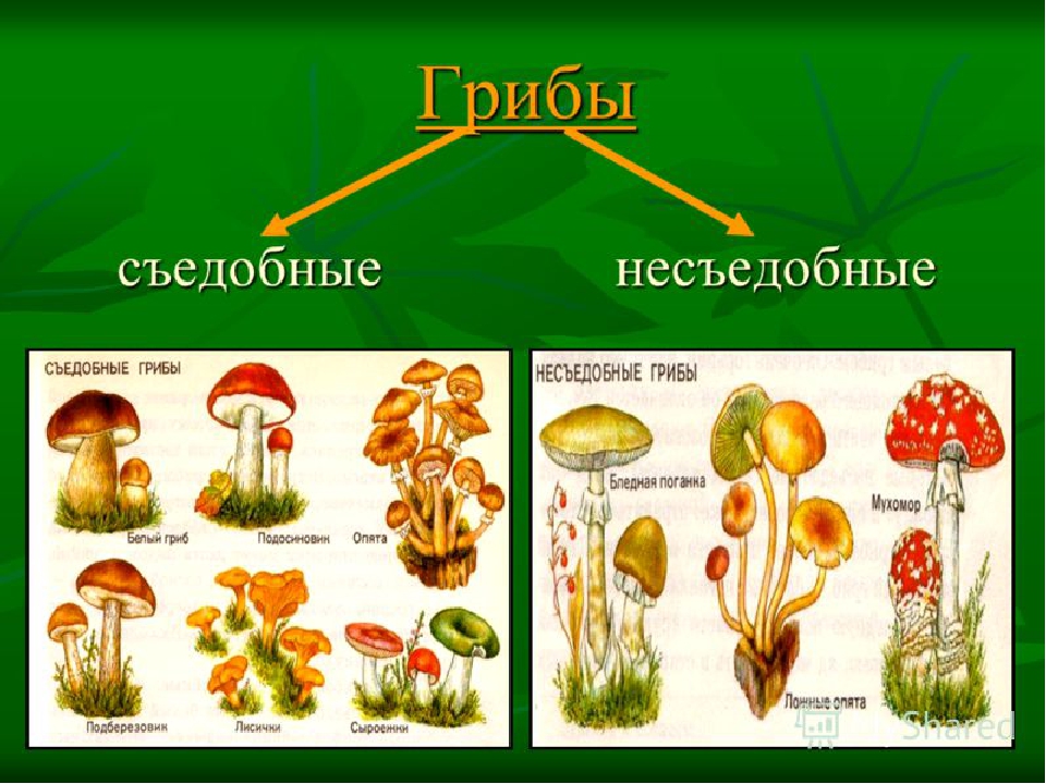 Окружающий мир тема грибы. Съедобные грибы и несъедобные грибы названия 2 класс. Царство грибов несъедобные. Съедобные и несъедобные грибы 2 класс окружающий мир. Схема съедобные и несъедобные грибы.