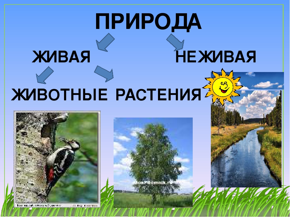 Неживая связь. Связь между живой и неживой природой фото. Схема живой и неживой природы 2 класс фото. Закон неживой природы. Фото связи живой и неживой природы 2 класс окружающий мир.