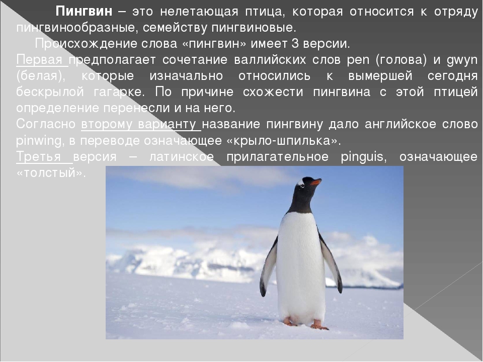 Про пингвина рассказ 1. Пингвины презентация. Пингвины биология. Описание пингвина. Пингвины кратко.