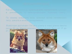 ВНЕШНИЙ ВИД Как исчезающий вид, красный или горный волк занесён в российскую