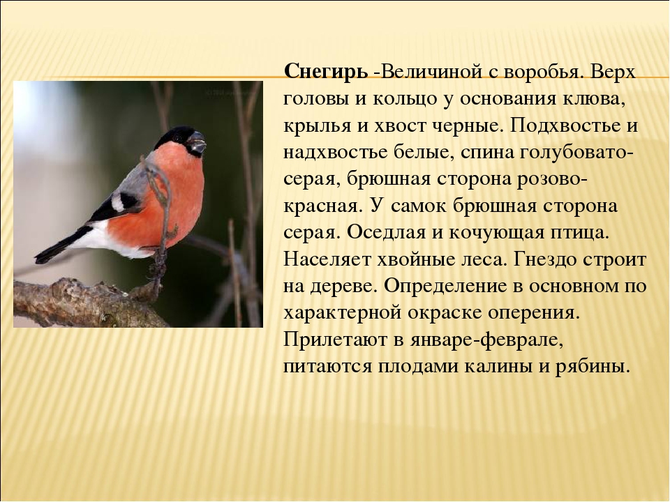 Снегирь описание. Снегирь кочующая птица. Снегирь птица описание. Описание снегиря. Факты о Снегирях.