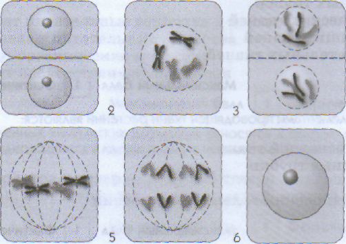 2 рассмотрите рисунок и выполните задания. Последовательность деления клетки биология 5 класс. Деление клетки 5 класс Пасечник. Деление растительной клетки 5 класс биология. Деление клетки 5 класс биология Пасечник.