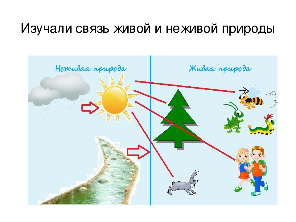 Приведи примеры связей в природе между природой. Взаимосвязь живой и неживой природы. Взаимосвязь между живой и неживой природой. Схема связи живой и неживой природы. Связь между живой и неживой природой схема.