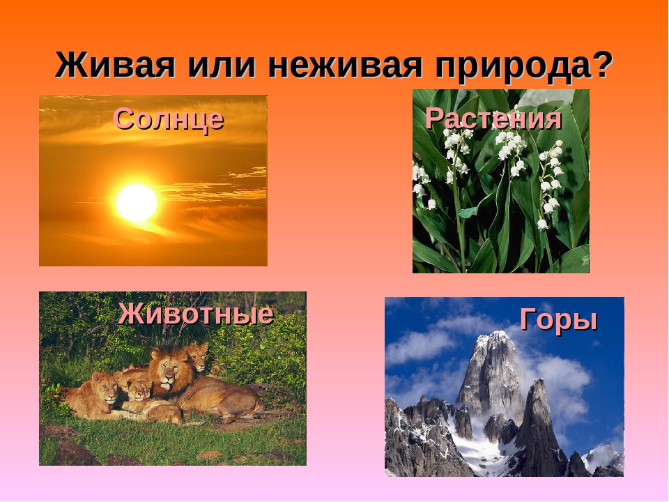 Россия живая неживая природа. Живая и не мивая природа. Неживая природа. Объекты живой и неживой природы. Живая природа и неживая природа.