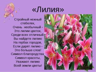  Цветок Лилия 