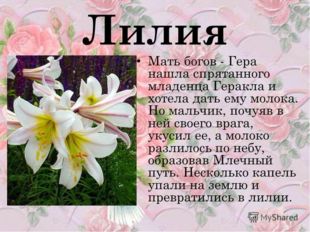  Цветок Лилия 