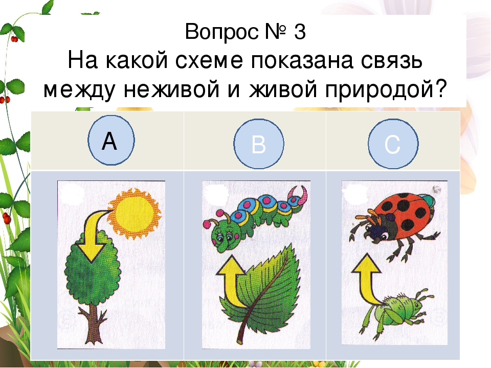 Приведи пример между растениями и животными. Связь между живой и неживой природой. Схема связи живой и неживой природы. Связь межкду живой и не живой прирожой. Связь медлу живой и неживой природой схем.