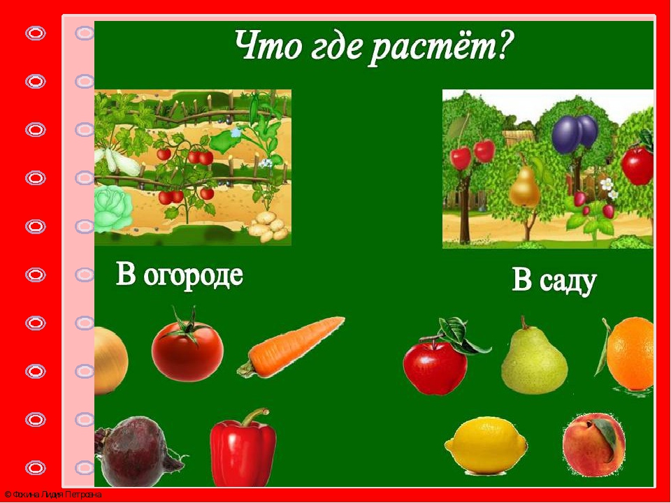 В саду растут. Что растет в саду. Игра что растет в саду. Что растет в саду для детей. Что растет в саду а что в огороде.