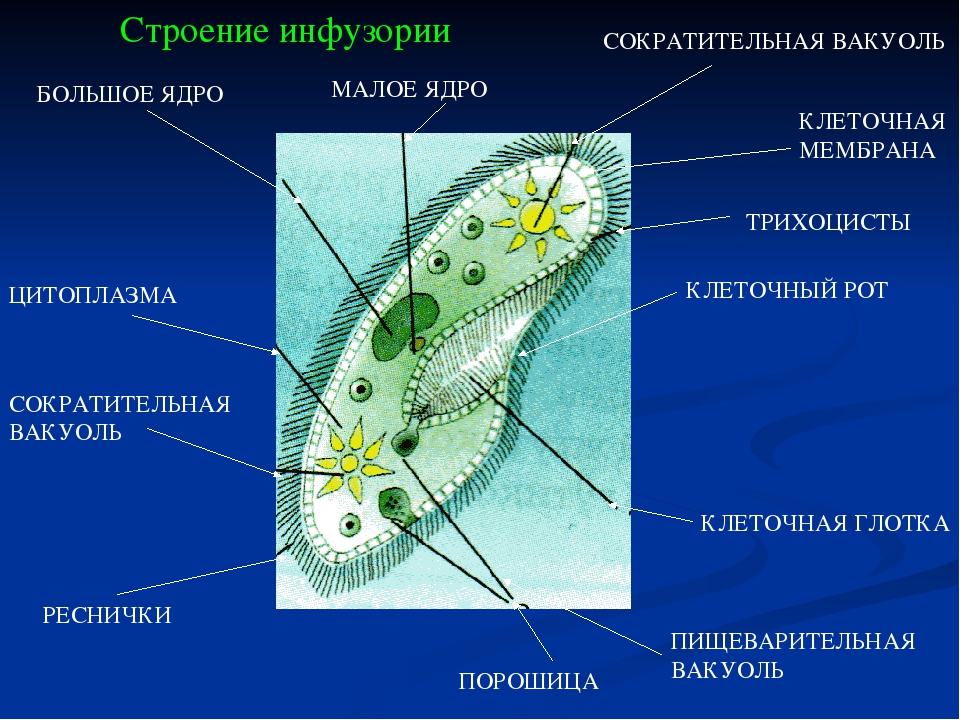 Процесс инфузории. Строение реснички инфузории туфельки. Инфузория туфелька строение. Строение реснички инфузории. ПАРАМЕЦИЯ строение.
