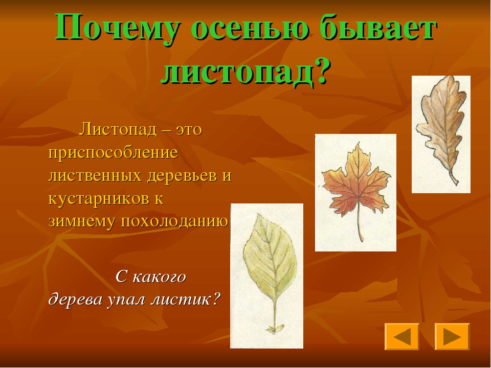 Биология 6 класс тема листопад. Презентация на тему листопад. Причины листопада осенью. Листопад у растений. Почему происходит листопад осенью.