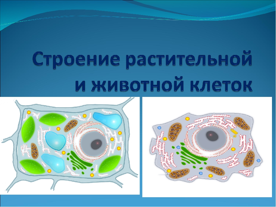 Клетки растений и животных. Строение растительной и животной клетки 5 класс биология. Строение растительной и животной клетки рисунок. Строение клетки растения и животного 5 класс. Клеточное строение организмов растительная и животная клетка.