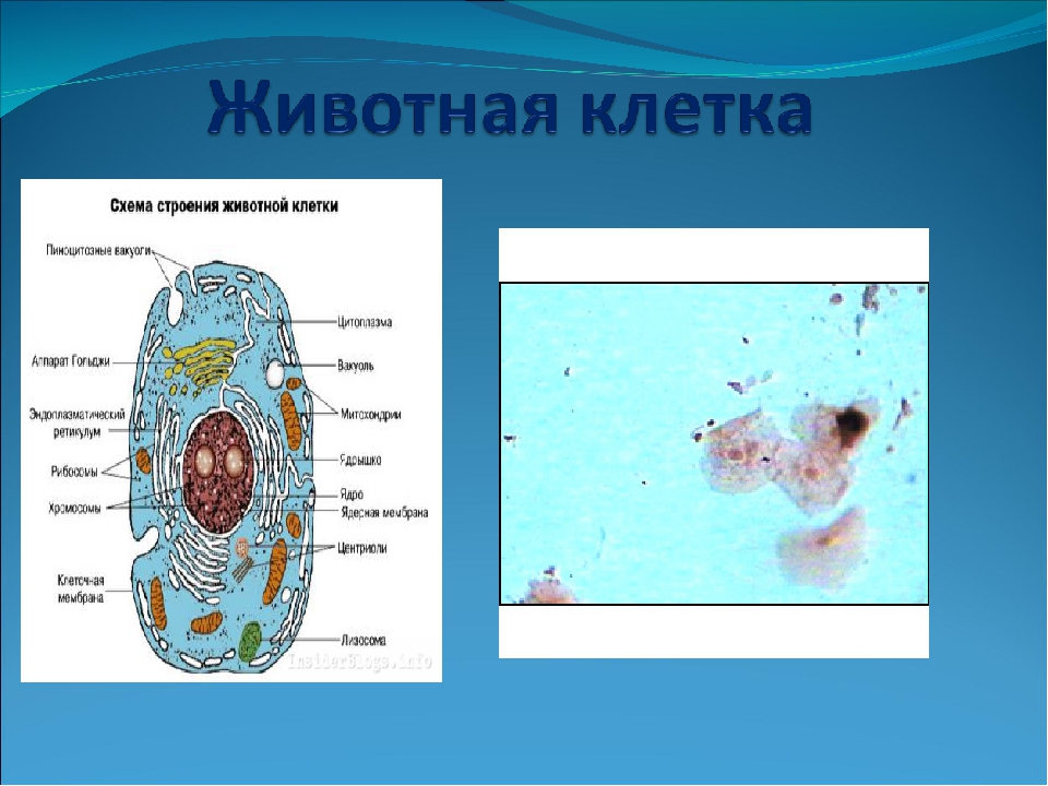 Животная клетка 9 класс. Особенности строения клетки животных. Строение животной клетки 5 класс. Особенности животной клетки. Вывод растительной и животной клетки.