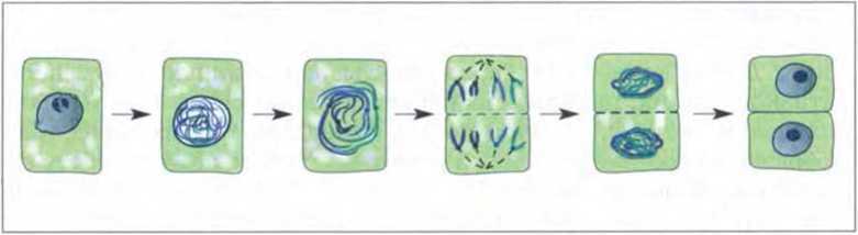 Деление клетки биология 5