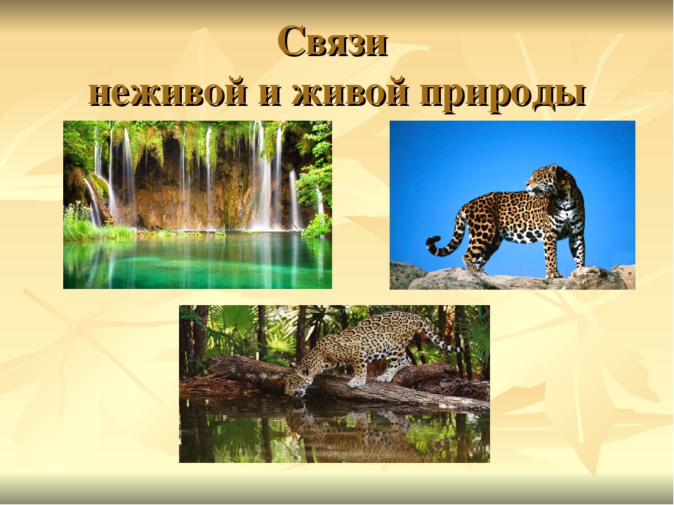 Примеры связей между живой и неживой природой. Связь живой и неживой природы. Связь между живой и не живой природы. Связь между Живиой и не живой природой. Связь жиов Йи неживой природы.