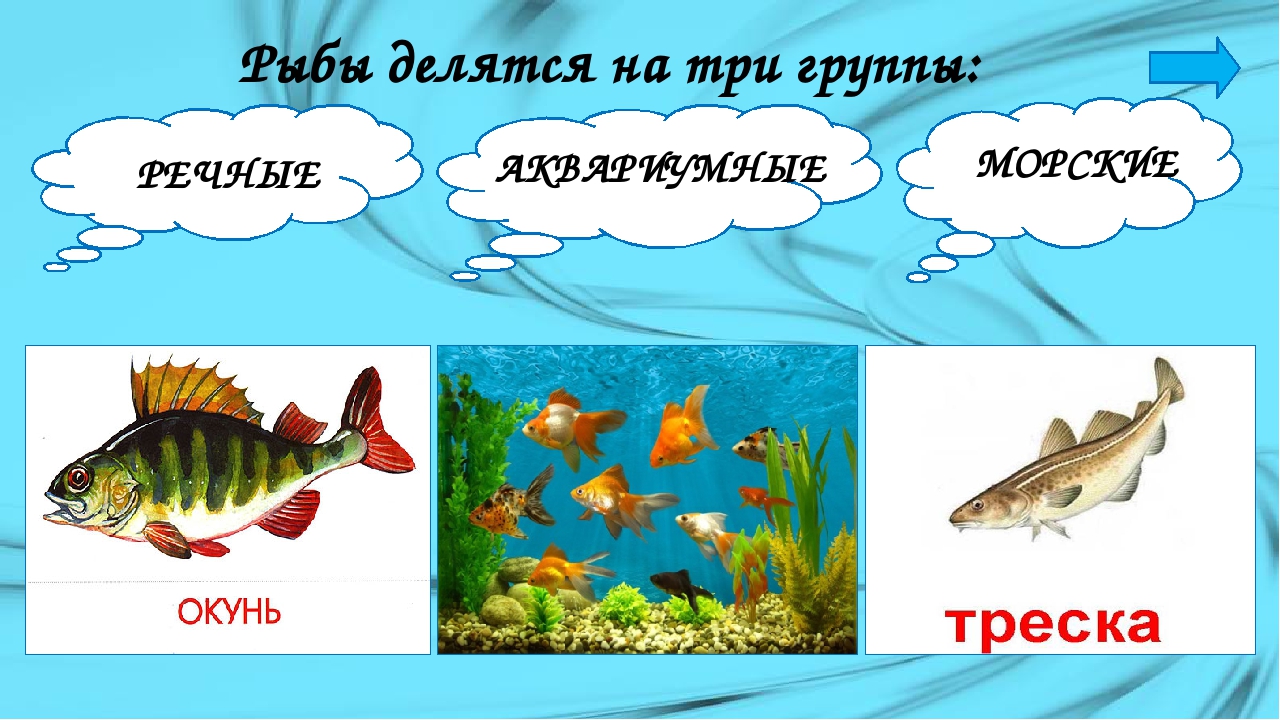 Рыбы презентация для детей. Рыбы для дошкольников. Морские и речные рыбы для детей. Речные рыбы для дошкольников. Речные рыбки для дошкольников.