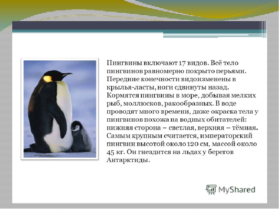 Про пингвина рассказ 1. Описание пингвина. Доклад про пингвинов. Пингвин краткое описание. Рассказ о пингвине.