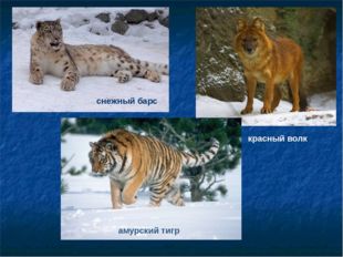  снежный барс красный волк амурский тигр 