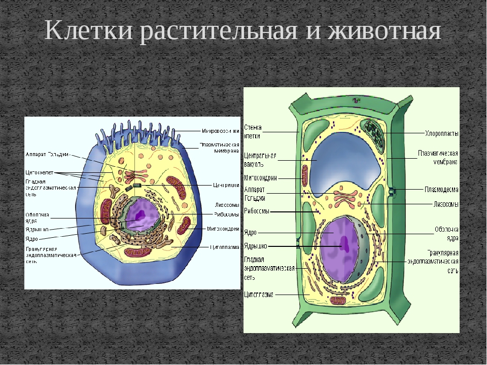 Растительная клетка это. Построение растительной клетки. Включения растительной клетки и животной клетки. Как выглядит растительная клетка. Плакат растительная клетка по биологии.