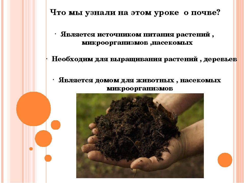 Где живет почва. Почва презентация. Интересные факты о почве 6 класс. Почва презентация 3 класс. Интересные вопросы про почву.