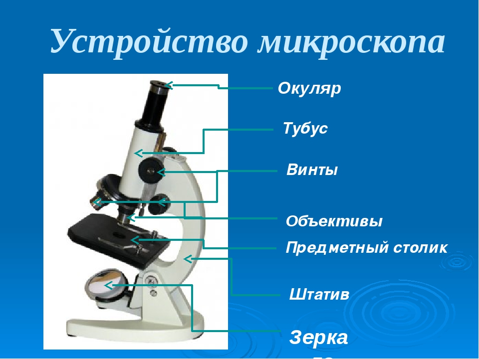 Микроскоп нельзя. Микроскоп тубус окуляр объектив. Штатив микроскопа Назначение биология 5 класс. Что такое окуляр в микроскопе 5 класс биология. Микроскоп тубус, окуляр, винты.