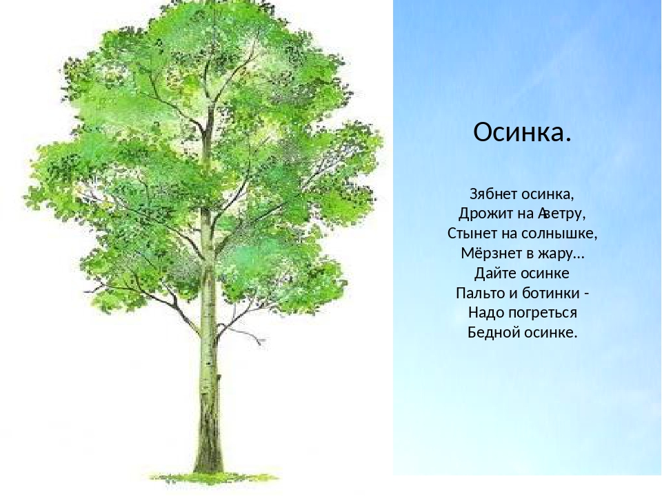 Что такое осинка. Зябнет Осинка дрожит. Зябнет Осинка дрожит на ветру стынет на солнышке мерзнет. Зябнет Осинка дрожит на ветру стынет. Зябнет Осинка дрожит на ветру.