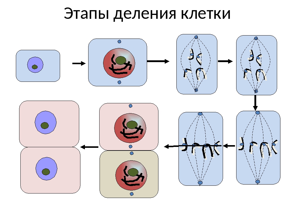 Как происходит деление клеток