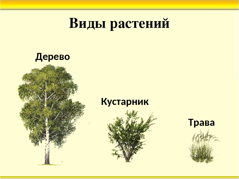 Дерево кустарник травянистое. Деревья кустарники травы. Деревья, ку, тарники, травы. Дерево куст трава. Дерево кустарник травянистое растение.