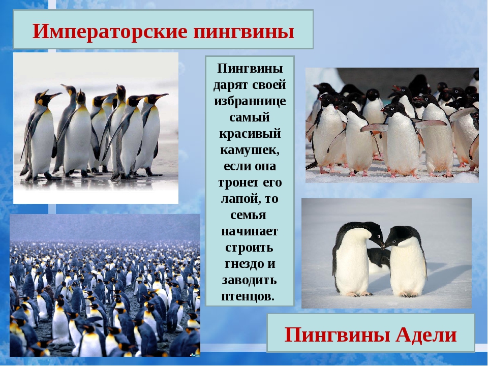 У какого пингвина всегда есть действие. Императорский Пингвин и Пингвин Адели. Факты о пингвинах. Пингвин для детей. Пингвины презентация.