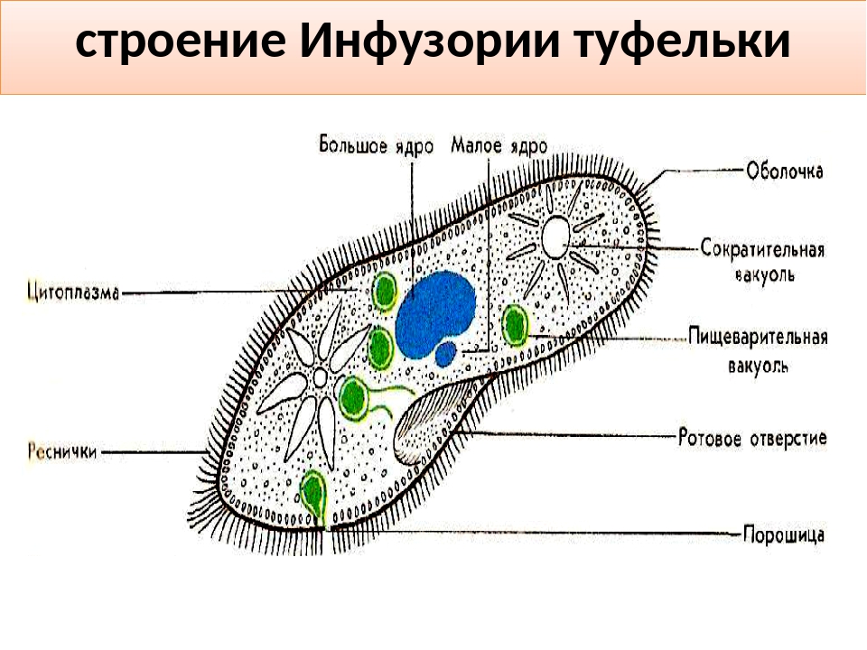 Инфузория рисунок с подписями. Что такое инфузория туфелька в биологии. Клеточная мембрана у инфузории туфельки. Пищеварительная вакуоль инфузории туфельки. Инфузория туфелька схема строения.