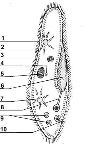 Рисунок инфузории туфельки с подписями. ПАРАМЕЦИЯ туфелька строение. Строение инфузории. Строение инфузории туфельки рисунок. Инфузория туфелька строение рисунок.