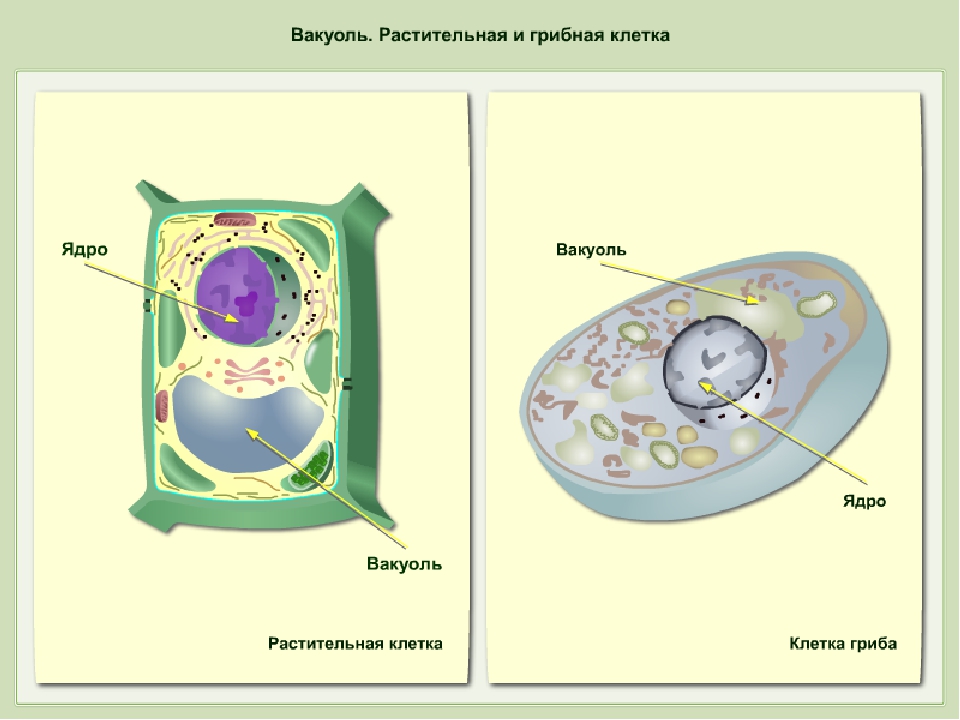 Строение растительных вакуолей. Строение эукариотной (грибной) клетки. Вакуоли клетки гриба. Структура животной растительной и бактериальной клетки. Строение клетки грибов 5 класс биология.