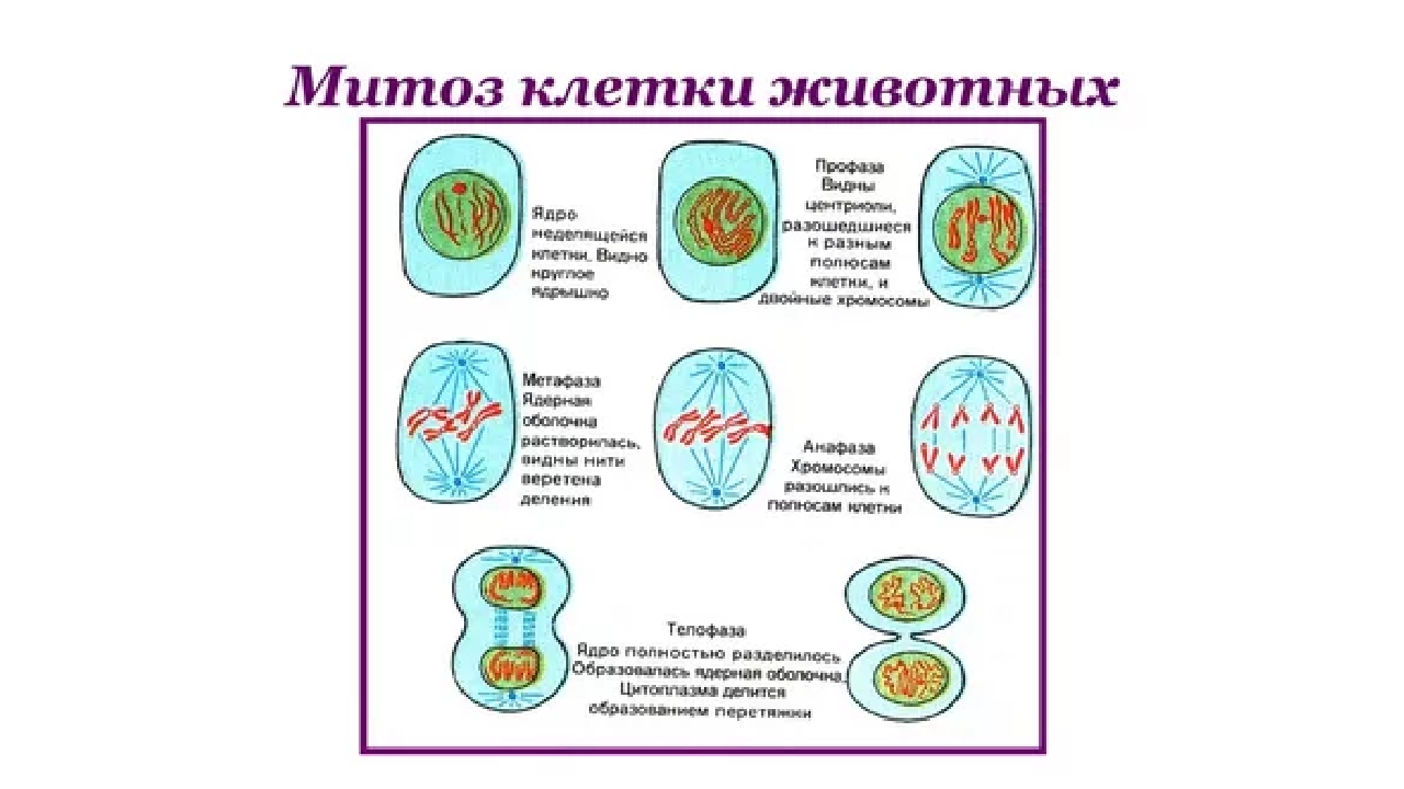 Текст деление клетки. Строение клетки фазы митоза. Схема митотического деления растительной клетки. Деление клетки митоз схема деления. Схема процесса деления клетки.