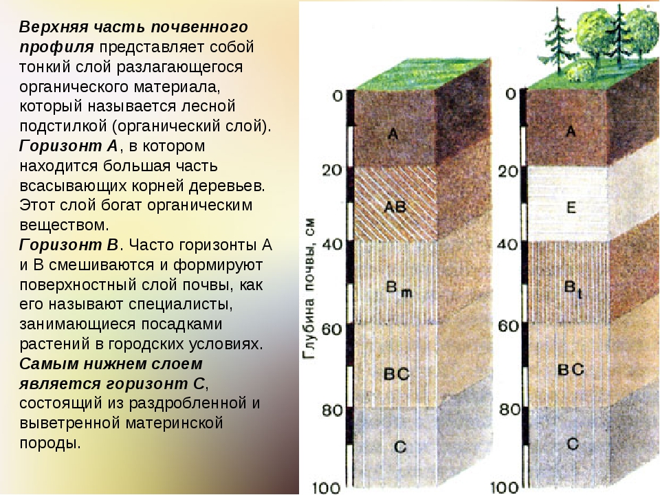 Какую толщину может достигать почва. Строение почвенного профиля горизонты. Строение почвы почвенные горизонты. Почвенный профиль 6 горизонтов. Структура почвы почвенные горизонты.