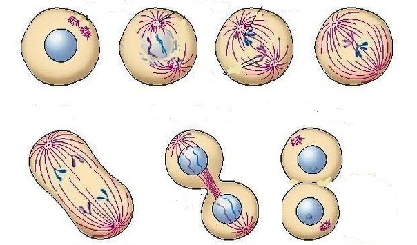 Как происходит деление клеток. Этапы деления клетки 6 класс. Деление растительной клетки 6 класс. Деление клетки 8 класс биология. Этапы деления клетки 5.