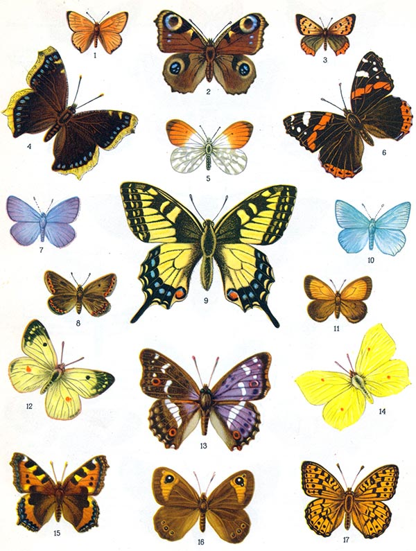 Название рисунков бабочки. Название бабочек. Самые распространенные бабочки. Бабочки разной формы. Название разных бабочек.