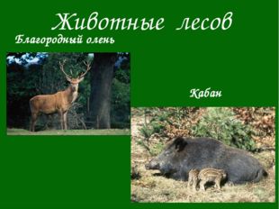 Животные лесов Благородный олень Кабан 