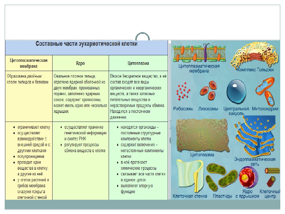 Химические клетки органоидов