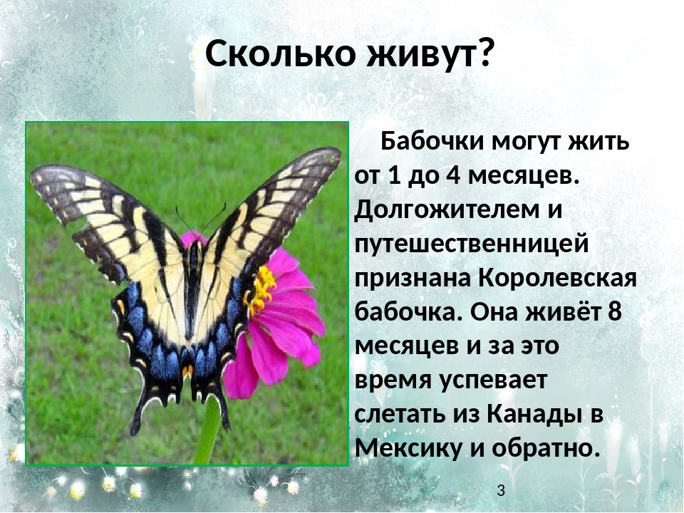 Бабочки долгожители. Сколько живут бабочки. Включи где бабочки
