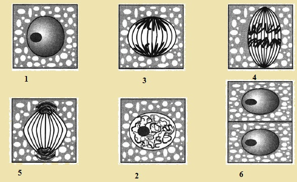 Деление клеток биология 5