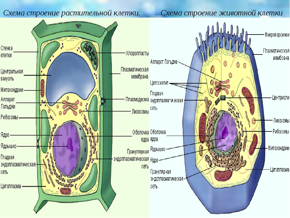 Есть ли у растений клетки. Схема строения растительной клетки. Схема растительной и животной клетки. Строение растительной клетки структура клетки. Схема строения клетки животного и растения.