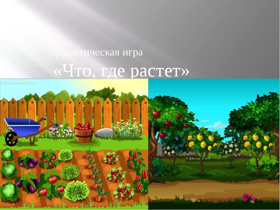 Что растет в огороде. Игра что где растет. Игра что растет в саду. Что где растет дидактическая игра. Картинки для игры что где растет.