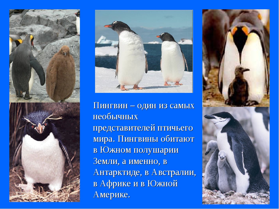 Рассказ про пингвина 1 класс. Доклад про пингвинов. Пингвины презентация 1 класс. Пингвин для детей. Пингвины окружающий мир.