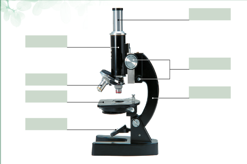 Строение микроскопа пятый класс