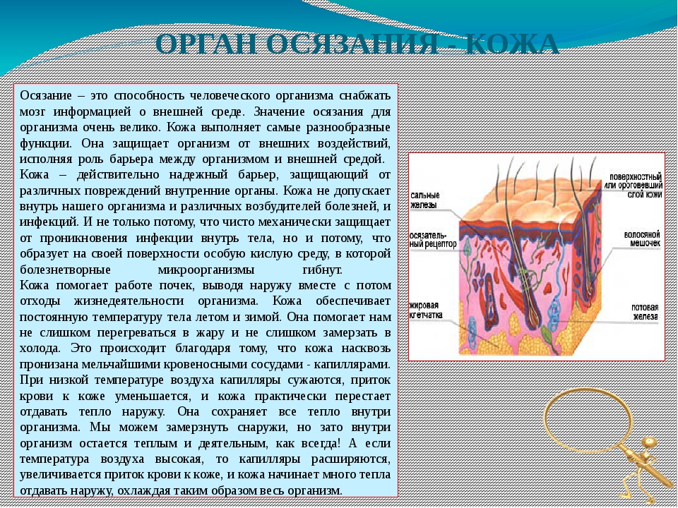 Доклад о человеке. Орган осязания. Строение осязания человека.