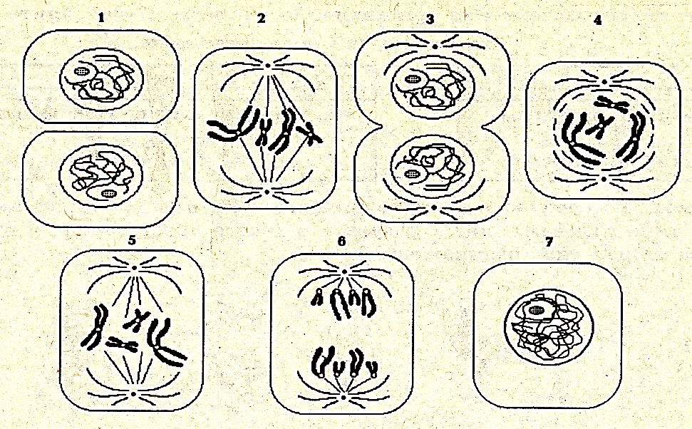 Митоз 5 класс биология. Этапы деления клетки 7 класс. Деление клетки митоз 9 класс. Схема непрямого деления клетки.