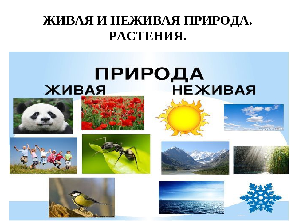 Неживые растения. Живая и неживая природа. Проект Живая и неживая природа. Человек и неживая природа. Живая и неживая природа растения.